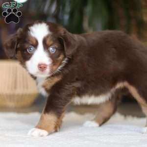 Willow, Miniature Australian Shepherd Puppy